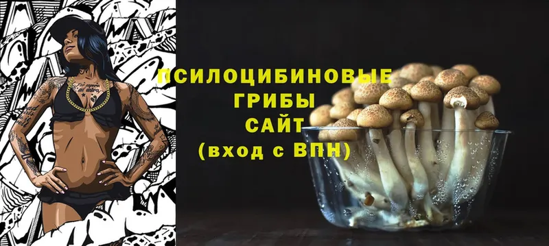 Галлюциногенные грибы Psilocybe  Бронницы 